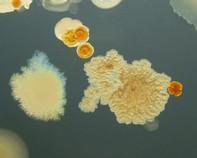 soil bacteria soil bacteria